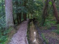 Eibenwald Rundweg entlang einem Bächlein